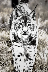 Tillvägagångssätt, 2017 (fotografi)