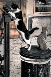 Curiosity, 2017 (fotografi)