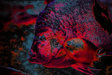 Fingerling, 2018 (handmålat fotografi)