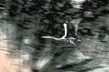 Flight from the Holy Land, 2015 (handmålat fotografi)