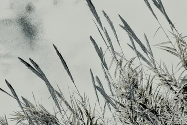 Harvest, 2017 (handmålat fotografi)