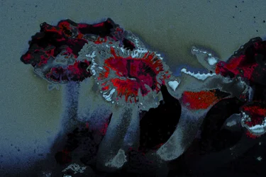 Sea Anemone, 2018 (handmålat fotografi)