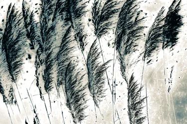 Wind from the West, 2016 (handmålat fotografi)