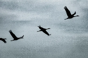Wing on Wing, från serien Over Hula, 2016 (fotografi)