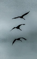Triad, från serien Over Hula, 2016 (fotografi)