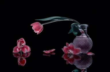 Eleganta rosa tulpaner