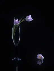 Eleganta lila tulpaner