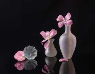 Vissnande rosa tulpaner
