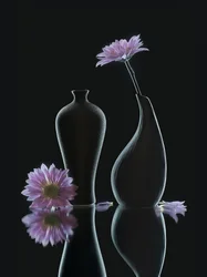 Rofyllda blomsterreflektioner