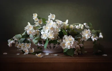 Stilleben med vit jasmin