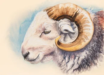 En Herdwick Ram