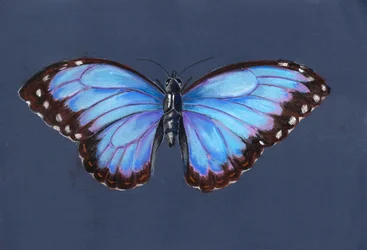 Blue Morpho Butterfly, 2019 (pastell)