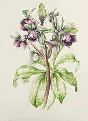 Helleborus orientalis från Helen Ballard (mörklila blommor)