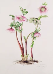 Lenten Rose: Helleborus orientalis (akvarell)