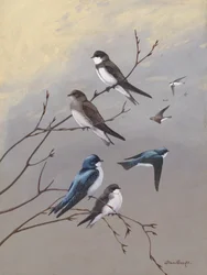 Swallow av Allan Brooks