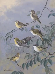 Vireos av Allan Brooks