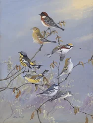 Warblers 001 Av Allan Brooks