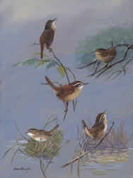 Wren av Allan Brooks