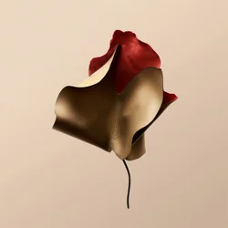 Elegant läderblomma