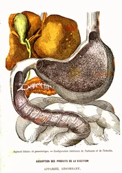 Gall- och bukspottkörtelsystemet - normalt liv och hälsa av J. Rengade-teckning av A. Demarle 1881