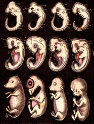 Jämförda embryon av 4 kotor 5 levande varelser): Från vänster till höger: gris, höna, kanin, man. Ritning A. Demarle. 1885