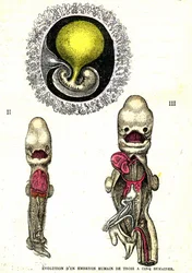 Evolution av det mänskliga embryot: Naturlig skapelse och levande varelser (av Jules Rengade)
