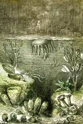 Prehistoire-Terre et Mers: Början av den siluriska perioden (J. Rengade. Teckning av Demarle. 1885