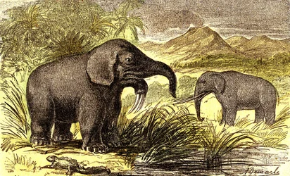 Förhistoria-miocenperiod: Från höger till vänster: Dinotherum och Mastodonte. Naturlig skapelse och levande varelser. Teckning av A. Demarle. 1885