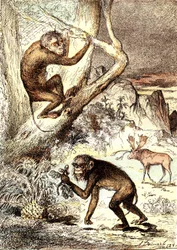 De katarinska aporna (miocenperioden): Semnopitheques. J. Rengades naturliga skapelse och levande varelser. Ritning A. Demarle