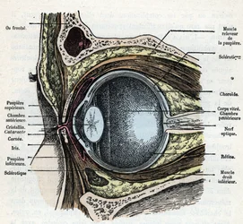 Vertikal skärning av en ögonglob med grå starrgravyr från "Nature and Man" av Rengade 1881 Privat samling