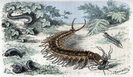 Zoologisk plansch: insekter, mångfotingar (enkelfotingar eller dubbelfotingar), zoologisk plansch: Myriapoda. Gravyr ur «Människan och naturen» av Rengade