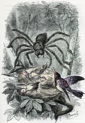 Zoologiskt diagram: spindeldjur, avicular mygalus överraskar ett fågelflugebo (Zoologisk platta: spindeldjur, Avicularia) Gravyr från "Man and Nature" av Rengade