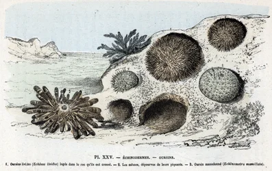 Zoologiskt diagram: tagghudingar, borrar (Zoologisk plåt: tagghudingar, sjöborrar) Gravyr från "" L
