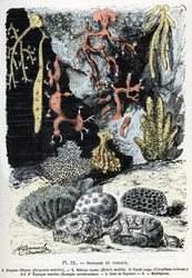 Zoologiskt diagram: svampar och koraller (gorgone, bebryce, koraller, svampar, neptunushandske (Zoologisk platta: havssvampar och koraller) Gravyr från "" L