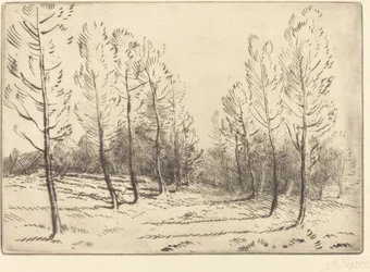 Avenue of Poplars Poplars gränd.
