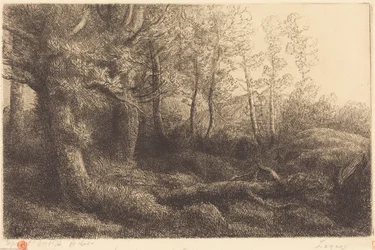 I skogen