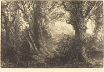 I skogen Conteville Dans la foret de Conteville.