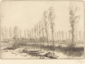 Poplar nära Amiens