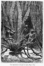 Spindelkrabban, illustration från 