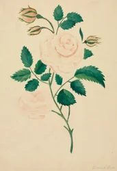 Damask Rose (akvarell)