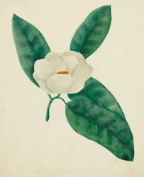 Magnolia (akvarell)