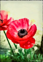 Red Anemone, 2013, (digital mixed media phoneography)