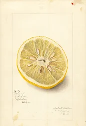 Ichang-apelsin (Citrus sinensis) (akvarell)