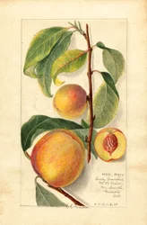 Persikor (Prunus persica) (akvarell)