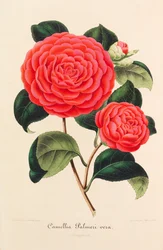 Ny ikonografi av kamelia, 1850-1860.
