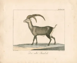 Alpine Ibex (färggravyr)