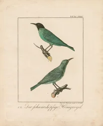 Svarthuvad honungsskivling (handkolorerad kopparstick)