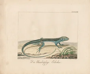 Blåhuvad skink (handkolorerat kopparstick)