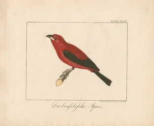 Brazilian Finch (handkolorerat kopparstick)