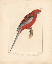 Crimson Rosella, man (handkolorerad litografi)